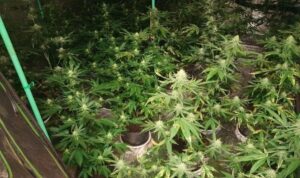 40 Cannabispflanzen entdeckt: Anonymer Hinweis führt zu 48-Jährigem