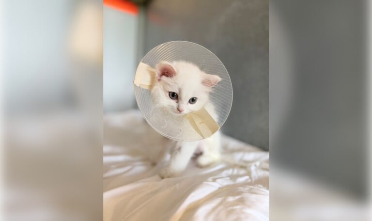 Maiskorn verschluckt: Tierheim rettete Babykatze in letzter Sekunde