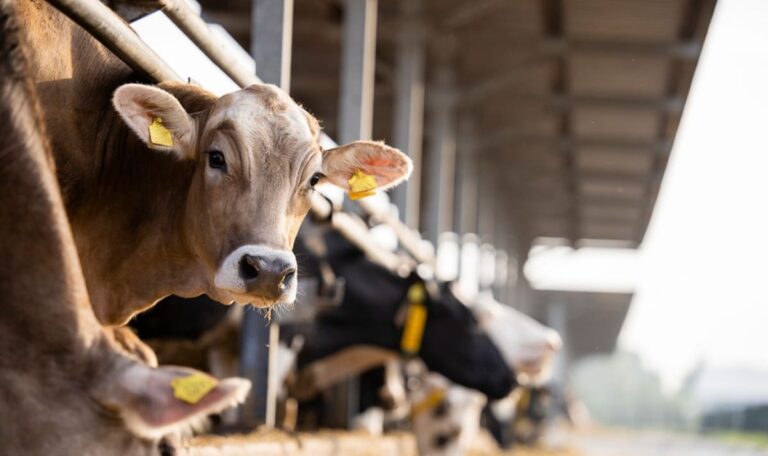 Kuh teilweise die Zunge herausgerissen: Landwirt bekommt Tierhalteverbot