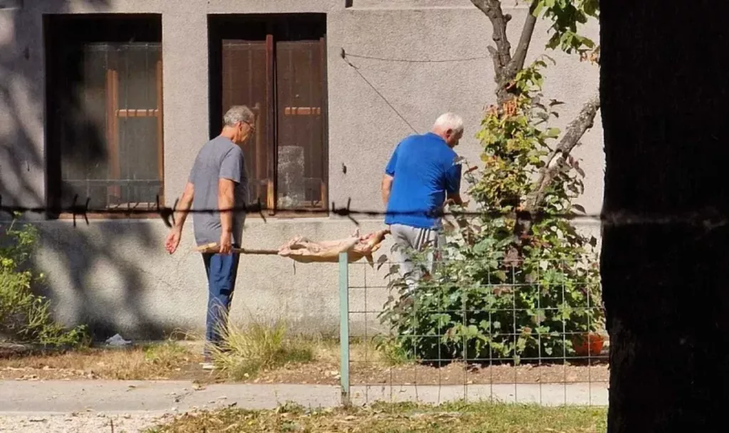 Schwein am Spieß sorgt im Garten des Landesmuseums für Staunen (VIDEO)