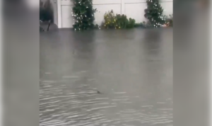 Stadt überflutet: Hai schwimmt plötzlich durch die Straßen (VIDEOS)