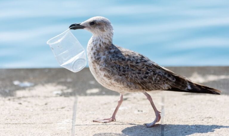 894 Plastikteile im Magen – neuer trauriger Rekord