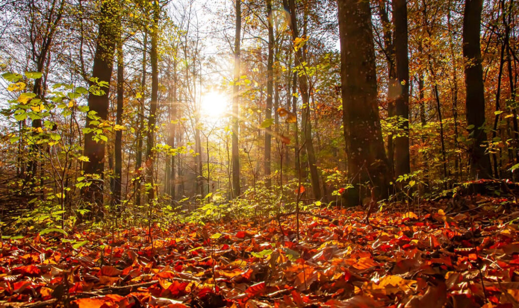 20 Grad, dann Böen bis 50 km/h – heute beginnt der Herbst