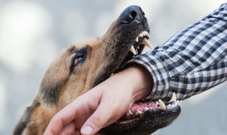 Blutige Attacke im Stall: Drei Hunde fallen über Landwirt her