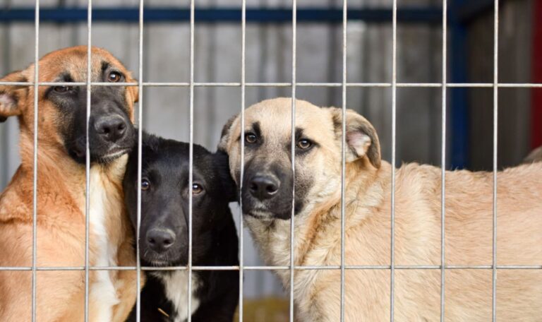 Alte und kranke Hunde abgeschoben: Tierheim warnt vor Sommer-Welle