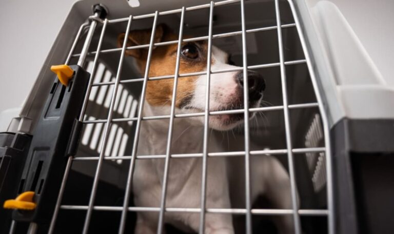 Jagdausflug endet in Tragödie – sieben Hunde tot auf Brenner-Rastplatz