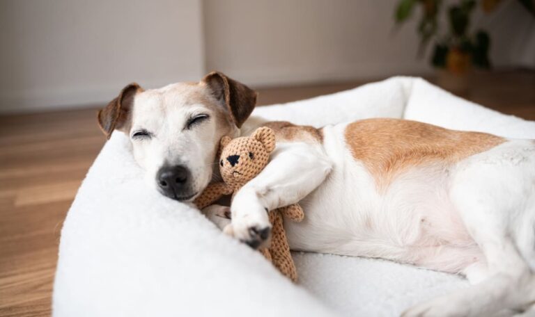 Wiener Hundehalter aufgepasst: Diese Gratis-Aktion startet wieder