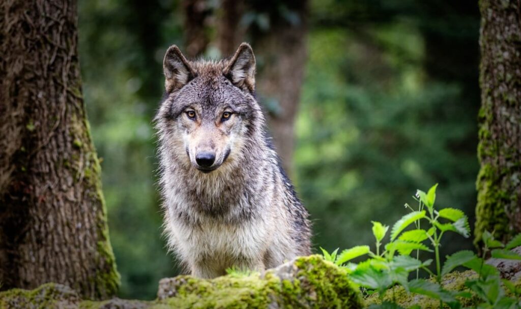 Toter Ziegenbock löst Wolfsjagd in Tirol aus