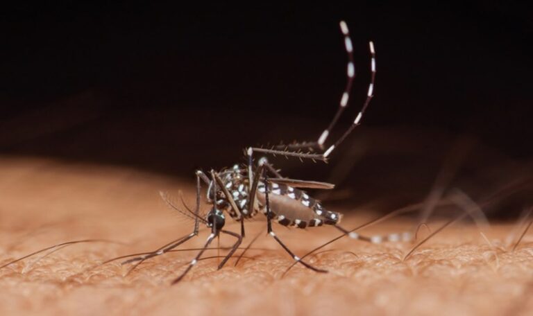 El Niño befeuert Dengue-Fieber: Millionen Infektionen drohen