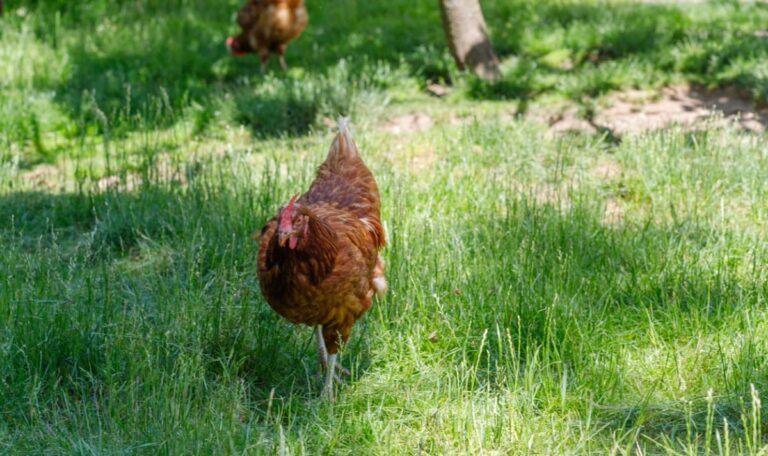 Huhn zum Bier trinken gezwungen: 18-Jähriger landet vor Gericht