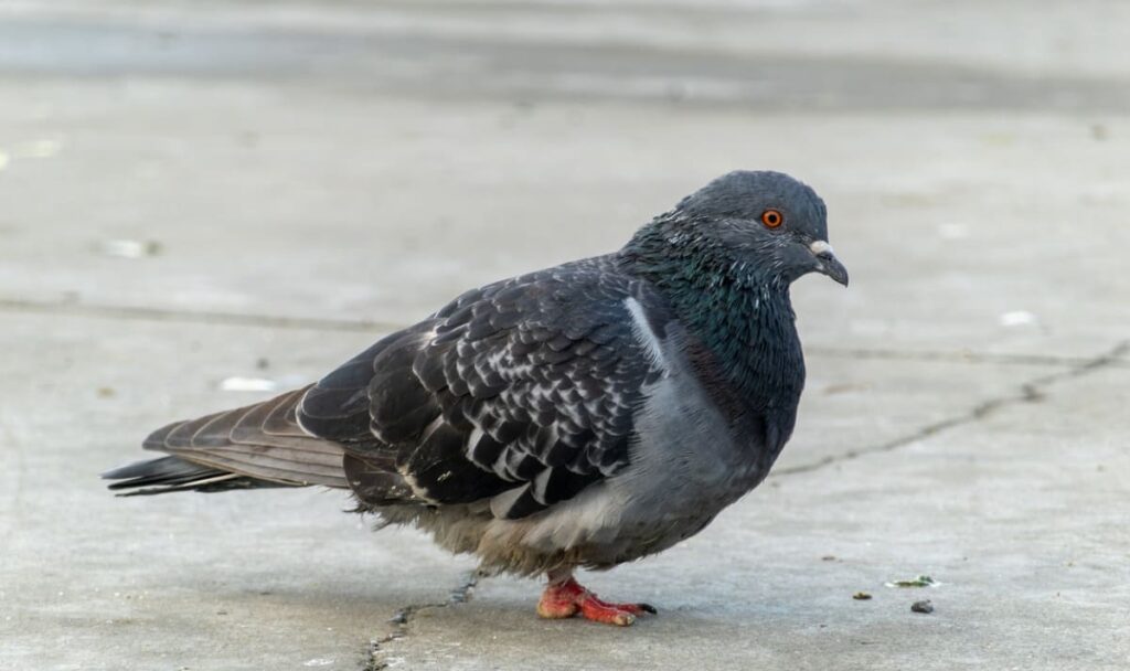 Tauben mit Pfeilen verletzt: Tierquälerei-Verdacht in Wien