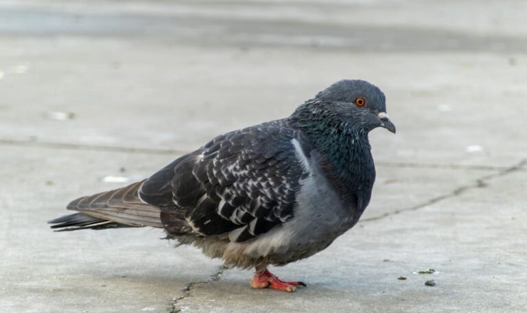 Tauben mit Pfeilen verletzt: Tierquälerei-Verdacht in Wien