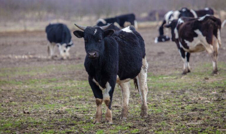 Stier schleudert Bauer durch die Luft – Cousine schwer verletzt