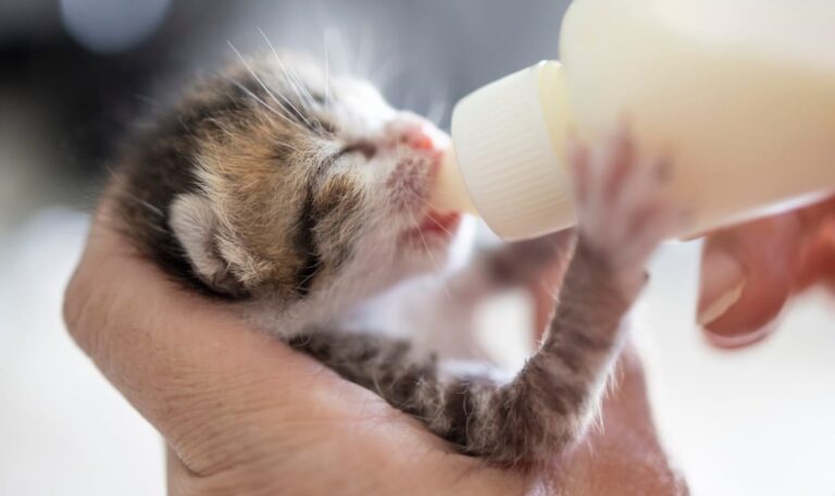420 Katzen im Tierschutzhaus: Mars startet Spendenaktion