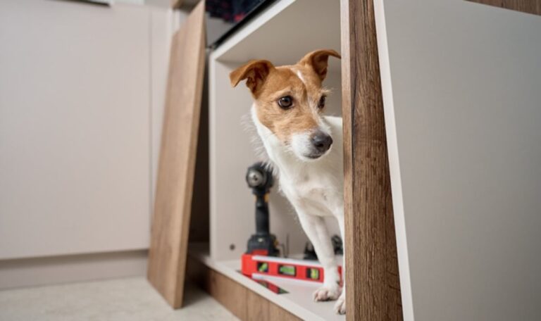 Hund mit Bohrmaschine verletzt – Tierquäler kommt mit 750 Euro davon