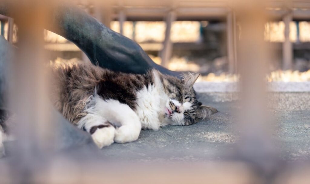Österreich: Katze erschlagen und Tat gefilmt – Mann in U-Haft