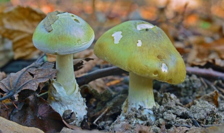 Tödliche Falle im Wald: Diese Pilze bringen dich ins Spital