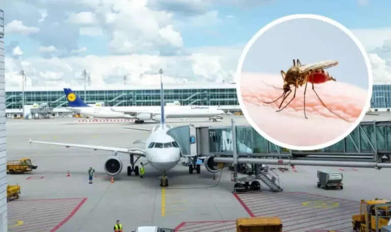 Nach zwei Malaria-Toten am Flughafen: Erste Anrainer infiziert