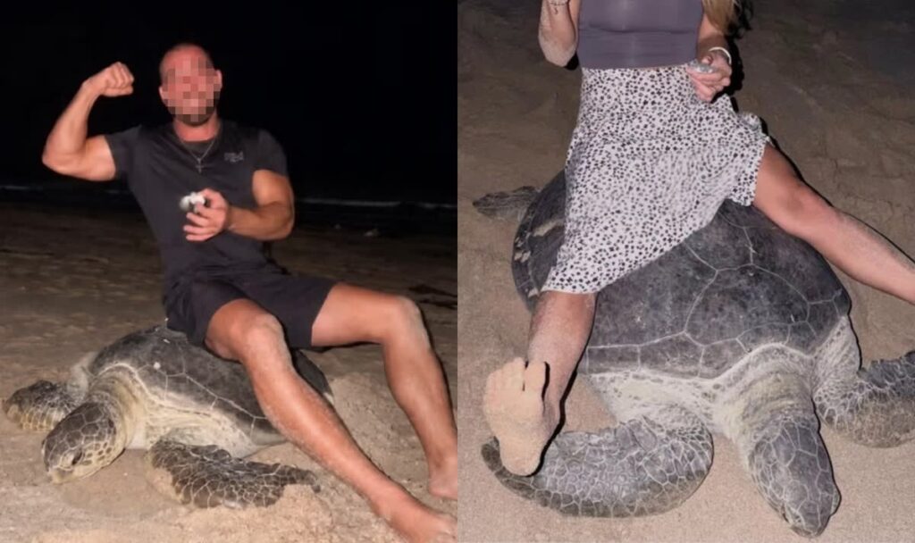 Influencer setzen sich auf Schildkröte während sie Eier legt (VIDEO)