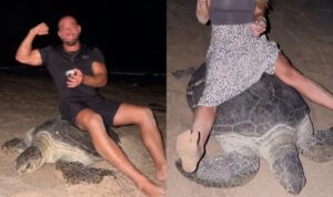 Influencer setzen sich auf Schildkröte während sie Eier legt (VIDEO)