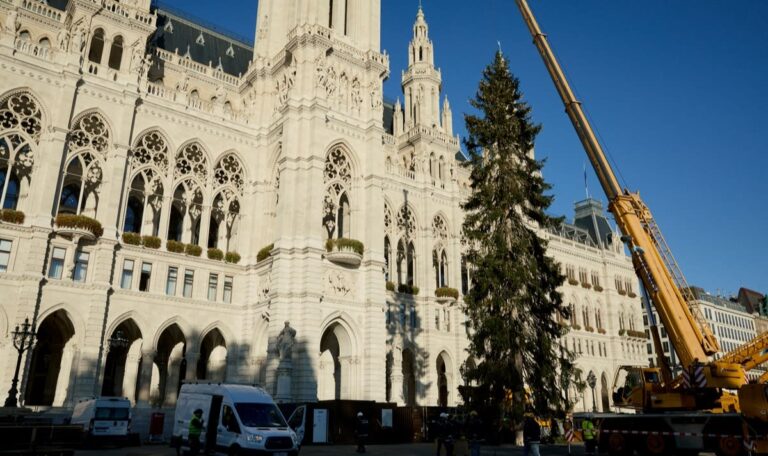 Wiener Christkindlmarkt: 200-jährige Fichte am Rathausplatz aufgestellt