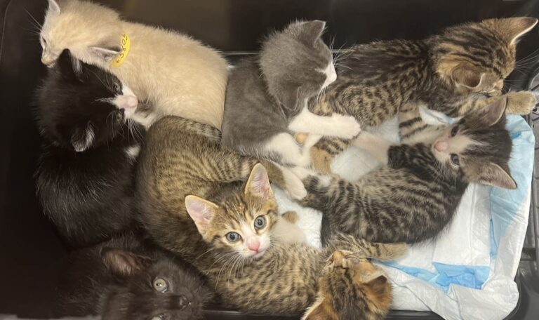 Wiener Tierheim überfüllt: Hunderte Katzen warten vergeblich auf ihre Besitzer