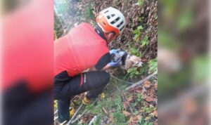 Chihuahua nach 50-Meter-Sturz durch Bergrettung geborgen