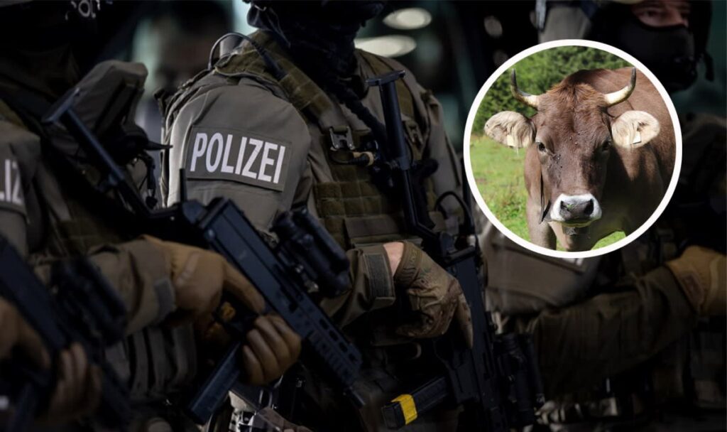 Wende nach Angriff auf Bauer: Cobra erschießt Stier, Kühe abgenommen