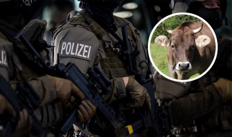 Wende nach Angriff auf Bauer: Cobra erschießt Stier, Kühe abgenommen