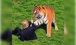 Nach tödlichem Angriff: Trumps KI-Video mit Tiger sorgt für Empörung