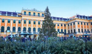 22 Meter hoch: Dieser Christbaum kommt bald nach Wien