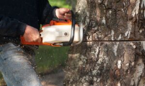 Falle in der Dunkelheit: Täter lassen gefällten Baum auf der Straße liegen