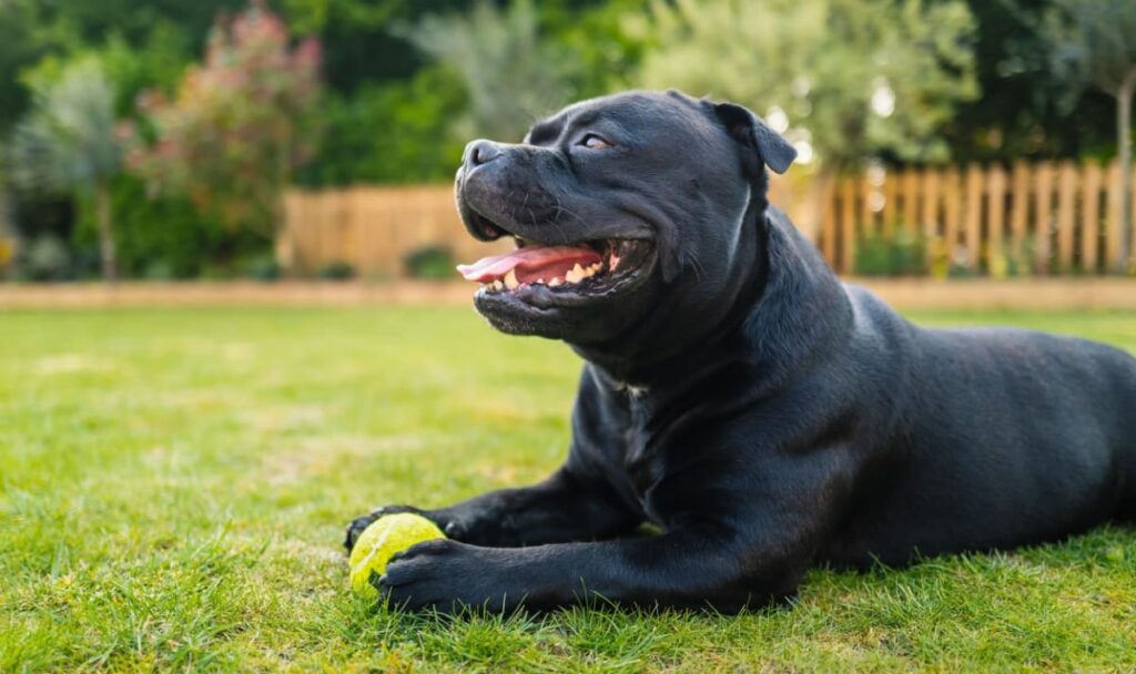 Mutter bei Angriff fast verblutet: Mann ersticht eigenen Hund