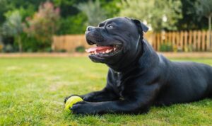 Mutter bei Angriff fast verblutet: Mann ersticht eigenen Hund