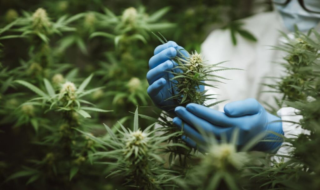 Drogendeal endet mit Großfund: 16 Kilo Marihuana in Wiener Wohnung