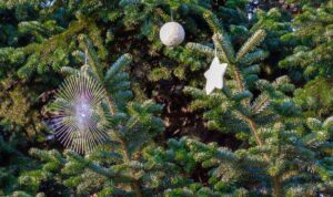 Weihnachten wird teurer: Christbaumpreise steigen um bis zu 10 Prozent