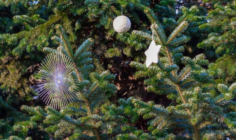 Weihnachten wird teurer: Christbaumpreise steigen um bis zu 10 Prozent