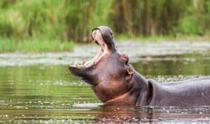 Nilpferd zieht Mann unter Wasser: Seine Frau rettet ihn mit bloßen Fäusten