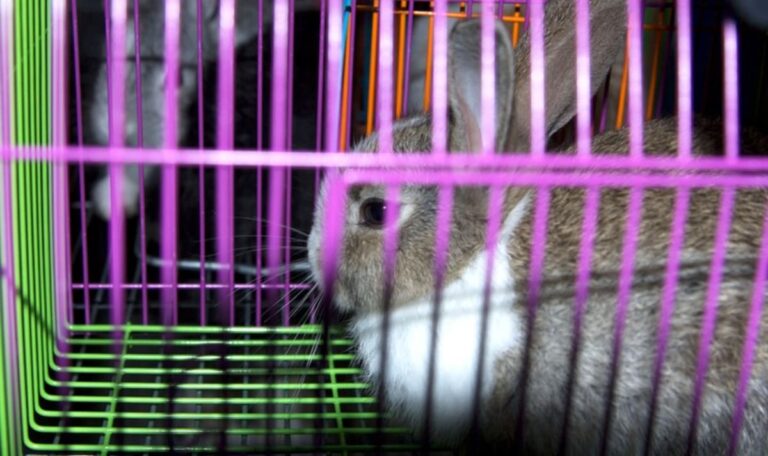 Polizei wegen Gewalt gerufen – und entdeckt 73 gequälte Tiere