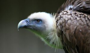 Drei Meter Flügelspanne – Geschützter Greifvogel ermordet?