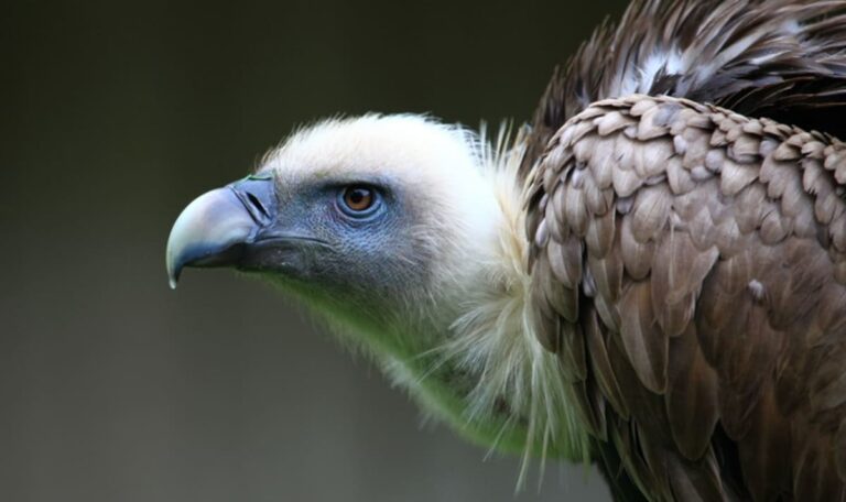 Drei Meter Flügelspanne – Geschützter Greifvogel ermordet?