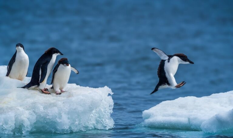 Nach 100 Jahren: Neue Pinguinart wissenschaftlich bestätigt