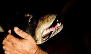 Steroide, Ketten, Kampfring: Tierquäler-Netzwerk in Italien aufgeflogen