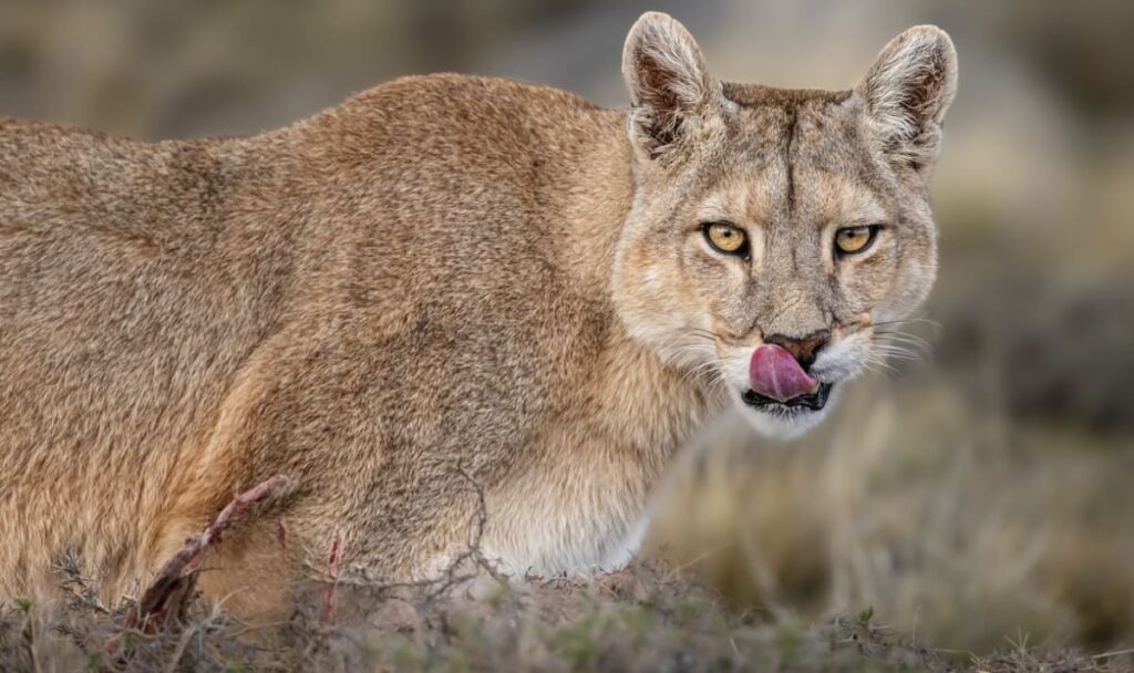 Warnung vor freilaufendem Puma: Kinder und Haustier nicht unbeaufsichtigt lassen