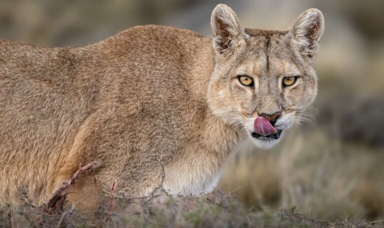 Warnung vor freilaufendem Puma: Kinder und Haustiere nicht unbeaufsichtigt lassen