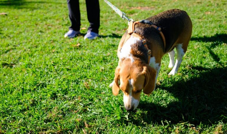 Gefährliche Köder am Wegrand: Hund entdeckt Fleischstücke mit Nadeln