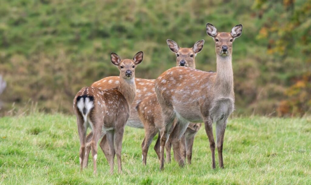 EU-Regel bedroht Sika-Wild: Österreich will Massentötung verhindern