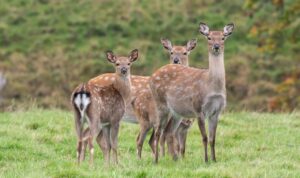 EU-Regel bedroht Sika-Wild: Österreich will Massentötung verhindern