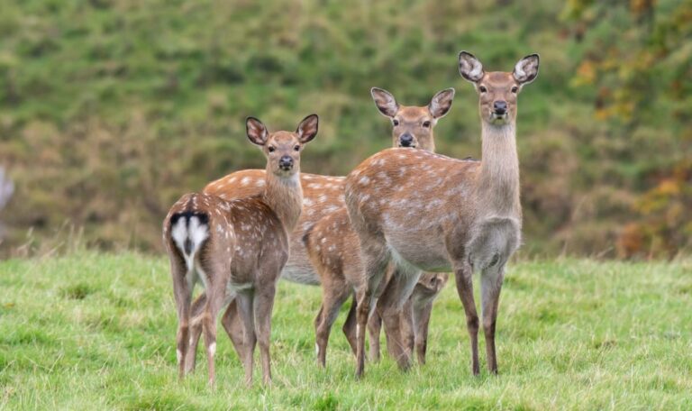 EU-Regel bedroht Sika-Wild: Österreich will Massentötung verhindern