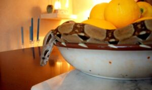Reptil-Alarm in NÖ: Schlange versteckte sich hinter Küchenkasten